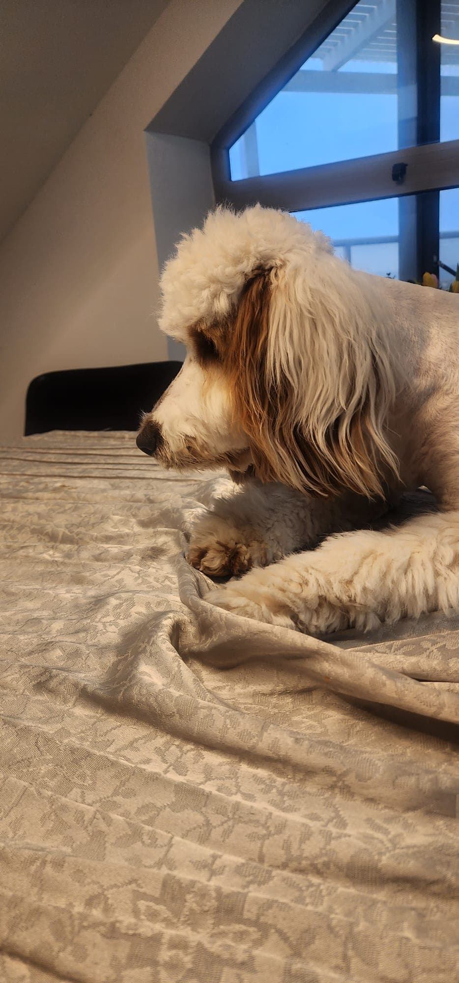 When Barking Means Something — Decoding Max's Alerts